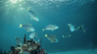 Fish near Beachfront at Windsong on the Reef