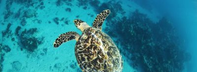 Turtle swimming near Beachfront at Windsong